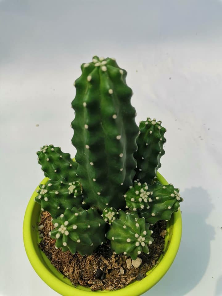Echinocereus Triglochidiatus Inermis