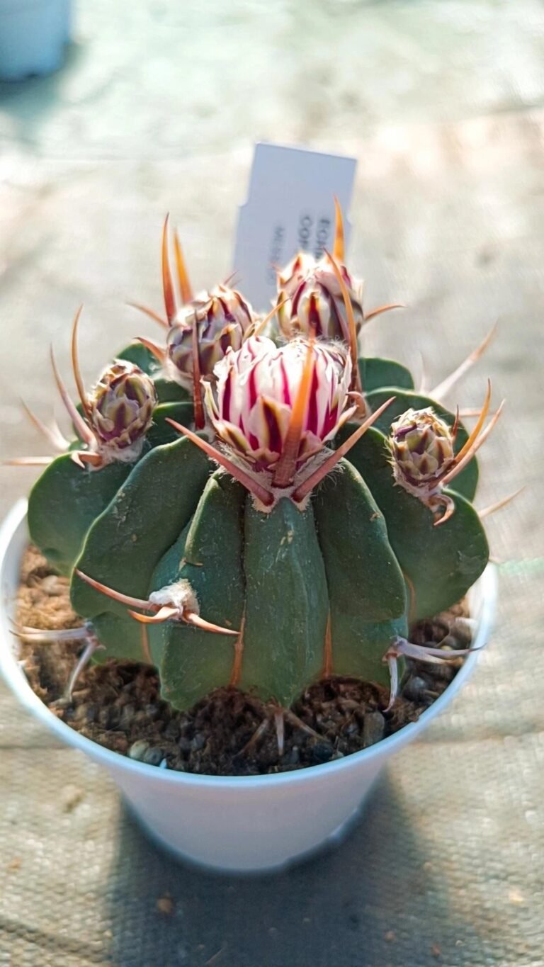 Echinofossulocactus Coptonogonus