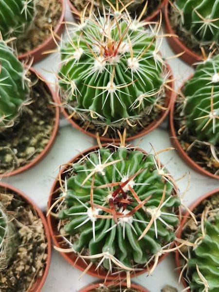 Echinofossulocactus