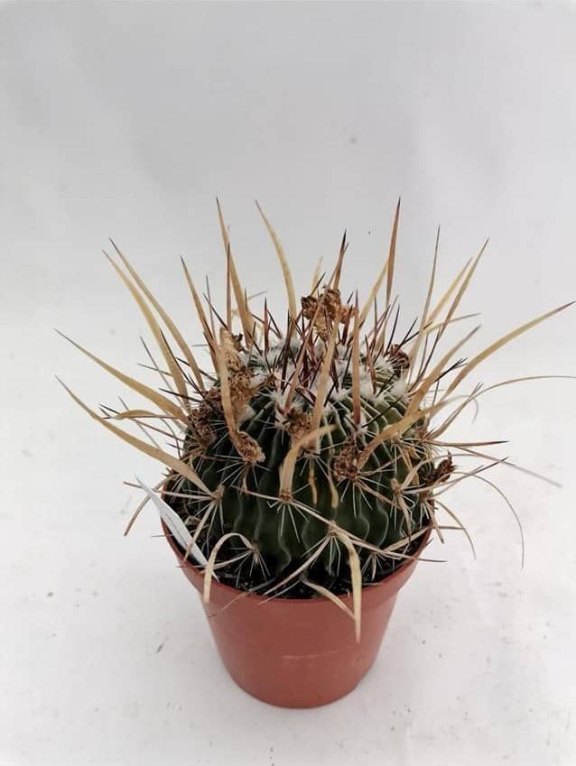 Echinofossulocactus Phyllacanthus