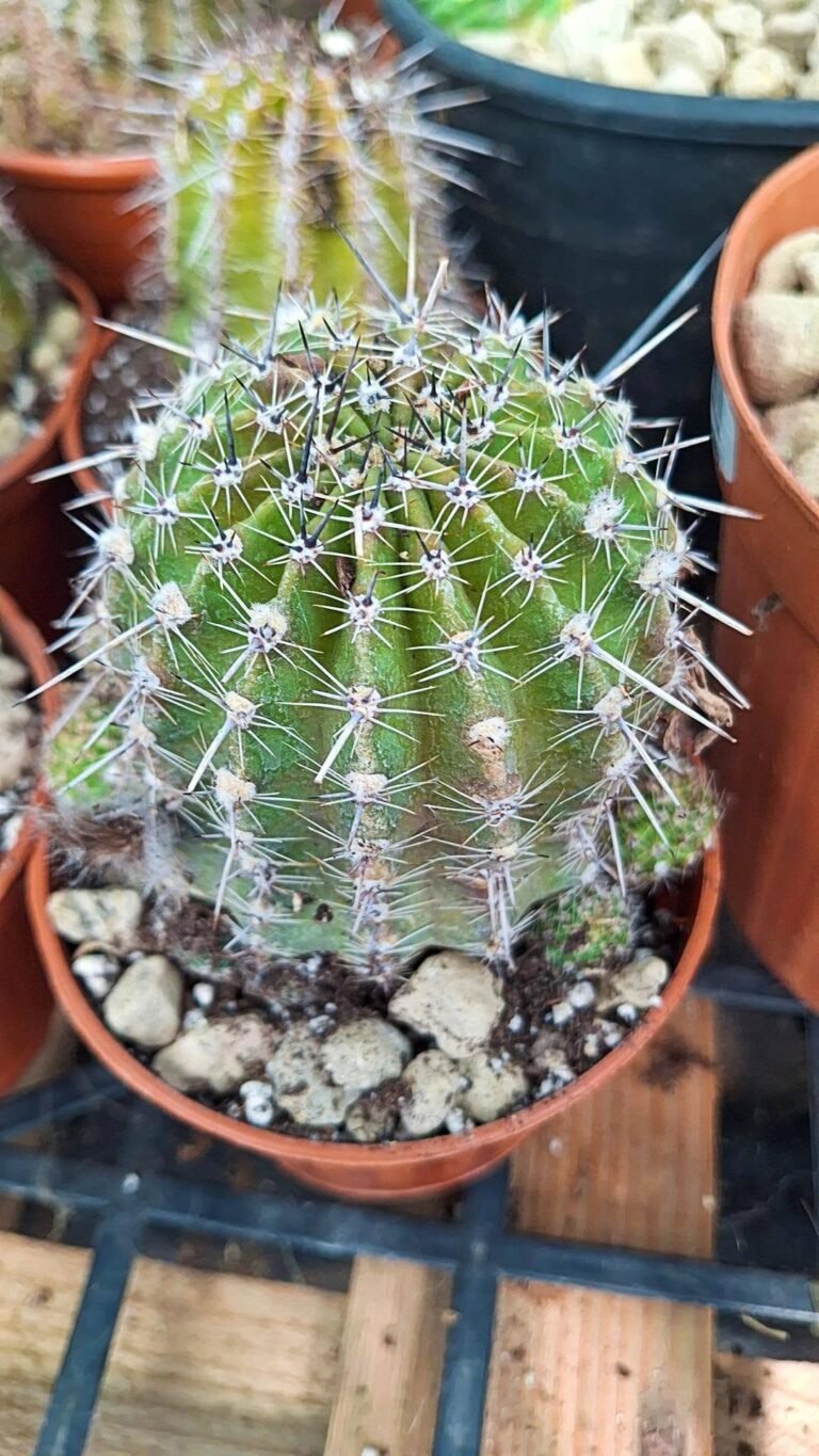 Echinopsis Hybrid