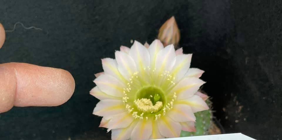 Echinopsis Hybrid 329 2021