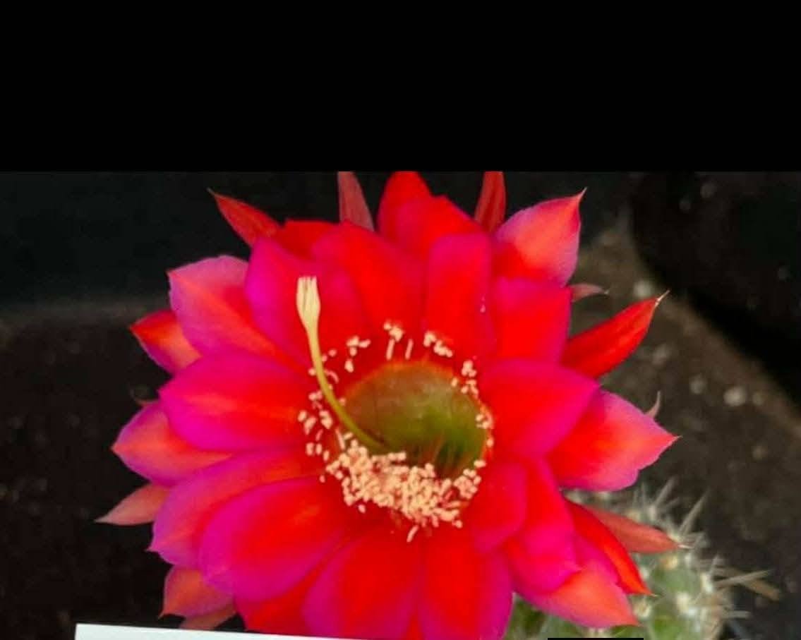 Echinopsis Hybrid 409