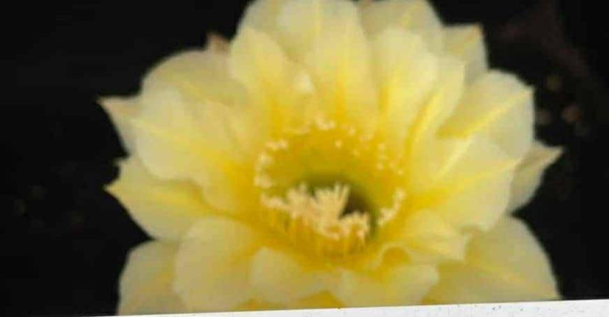 Echinopsis Hybrid 510 2021