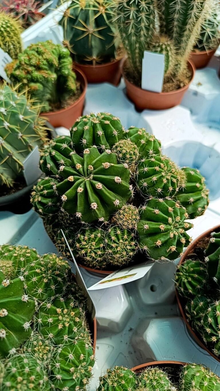 Echinopsis Hybrid super accestite