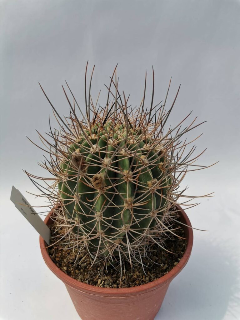 Echinopsis Leucantha