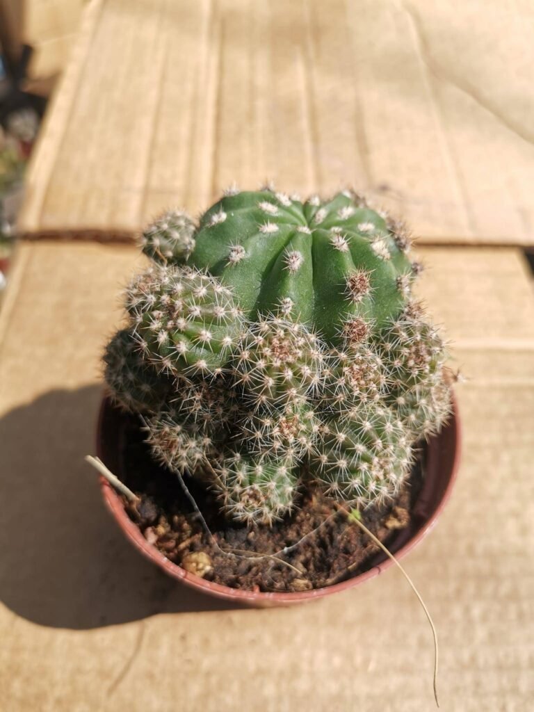 Echinopsis Eyriesii