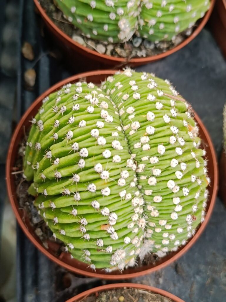 Echinopsis Eyriesii Crestata