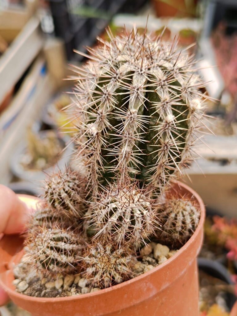 Echinopsis hybrid cv Haku-jo Maru