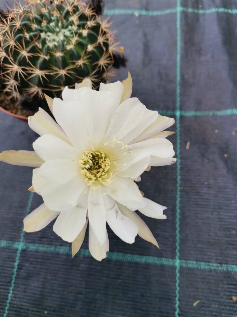 Echinopsis hybrid f. Bianco