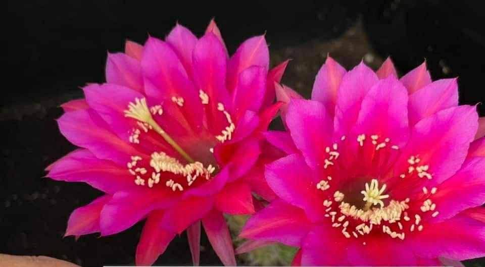 Echinopsis hybrid 400 2021