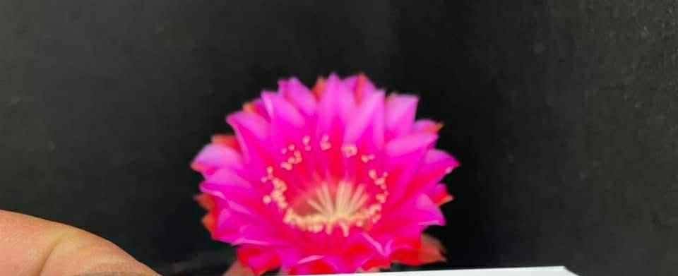 Echinopsis hybrid 686 2021