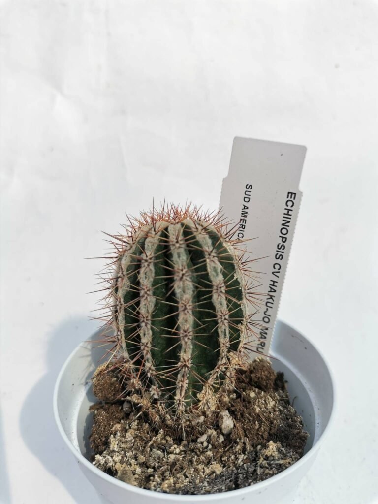 Echinopsis hybrid cv Haku-jo Maru