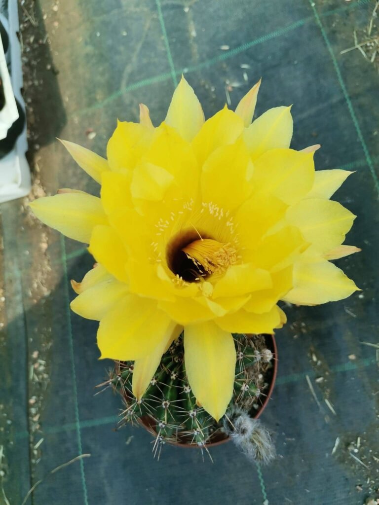 Echinopsis hybrid fiore Giallo