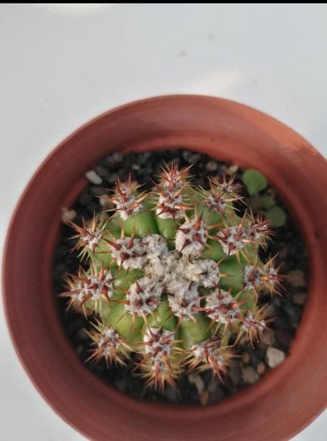 Echinopsis hybrid x Trichocereus