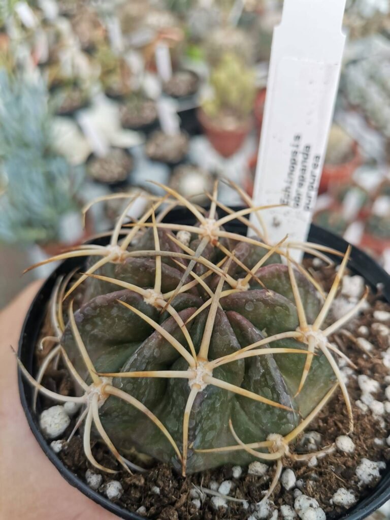 Echinopsis Obrepanda Purpurea