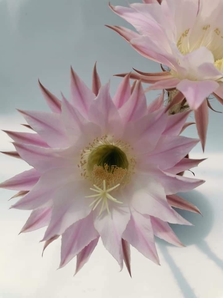 Echinopsis Oxygona