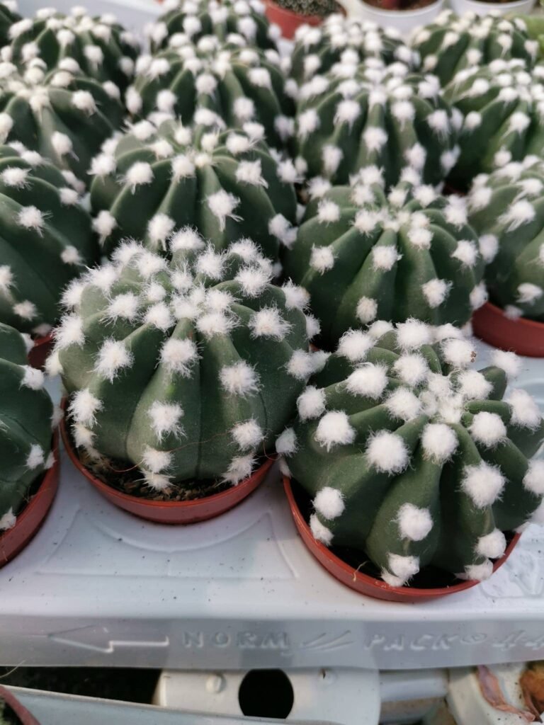 Echinopsis Subdenudata cv Fuzzy Navel