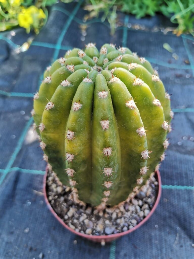 Echinopsis x Trichocereus hybrid Variegata