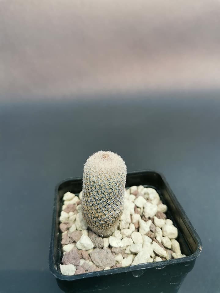 Epithelantha Rufispina