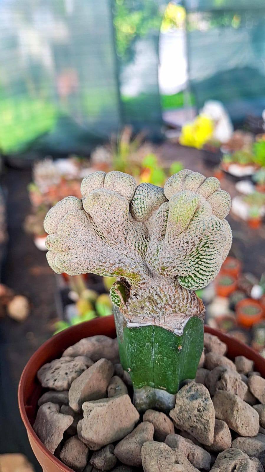 Epithelantha bokei crestata
