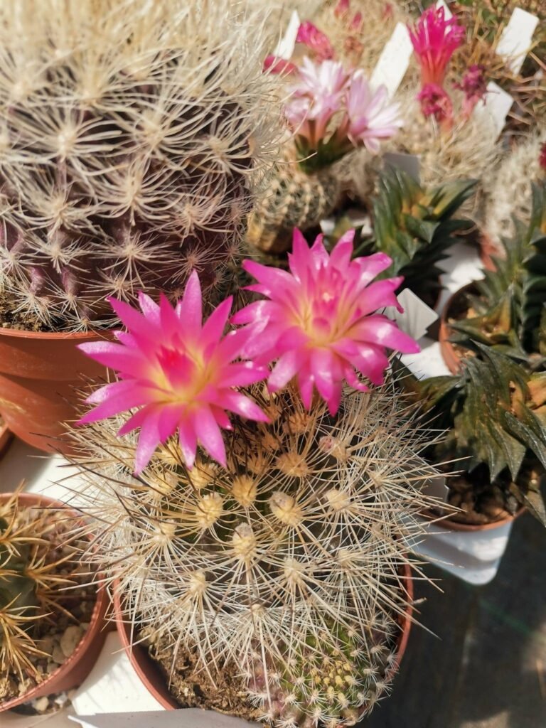 Eriosyce Multicolor x2