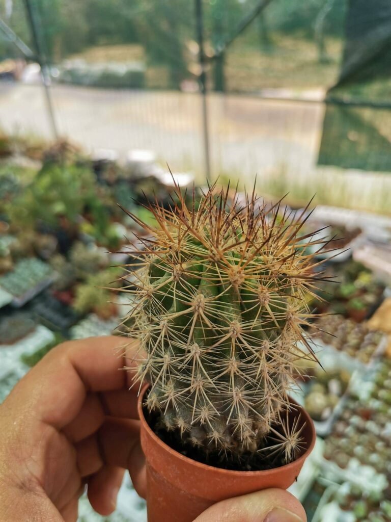 Eriosyce Sp