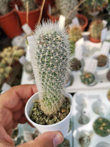 Escobaria Laredoi