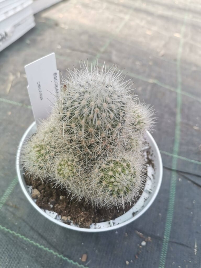 Escobaria Laredoi