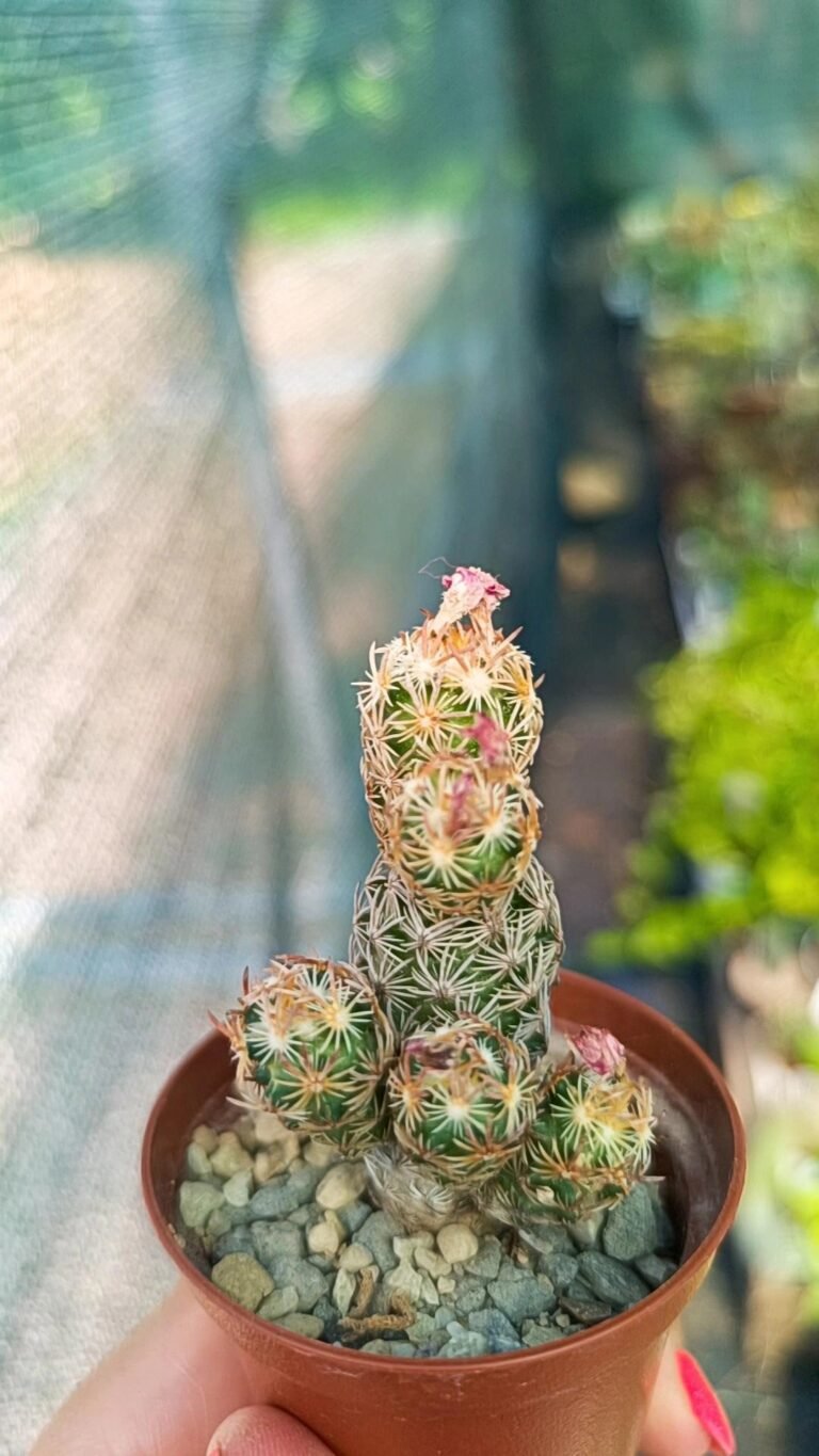 Escobaria minima accestita