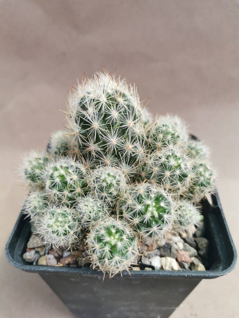 Escobaria Sneedii ssp Leei