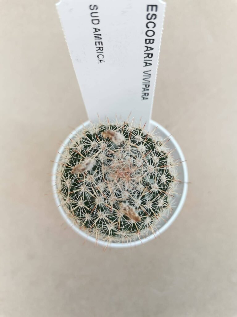 Escobaria Vivipara