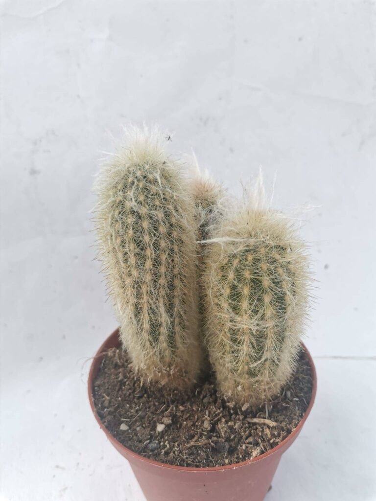 Espostoa Melanostele