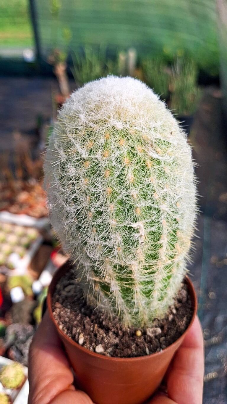 Espostoa Lanata
