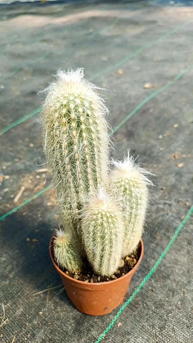Espostoa Lanata