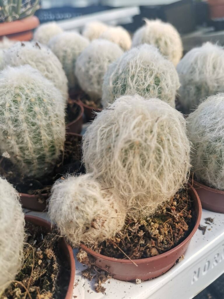 Espostoa Melanostele
