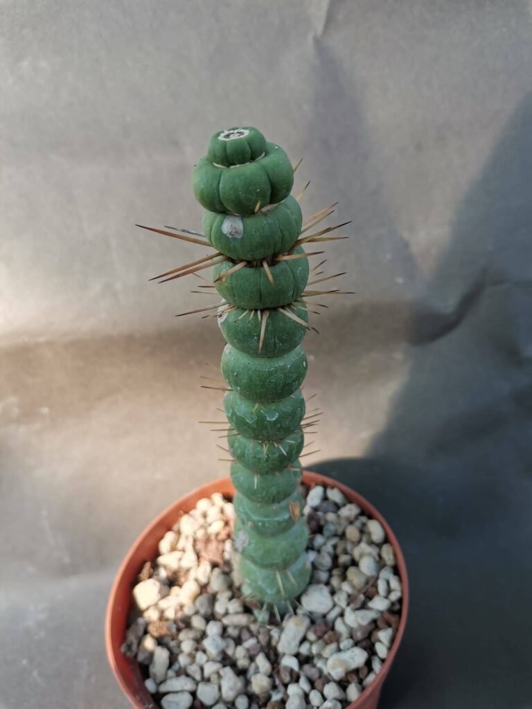 Eulychnia Castanea f. Varispiralis