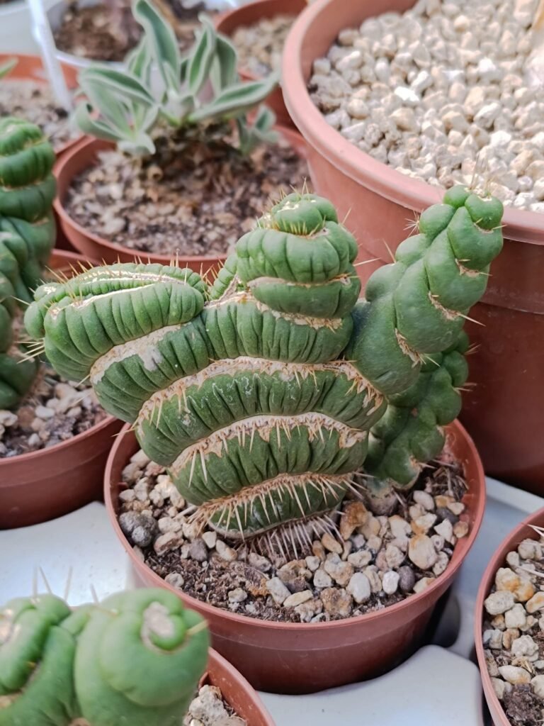 Eulychnia Castanea f. Varispiralis Crestata