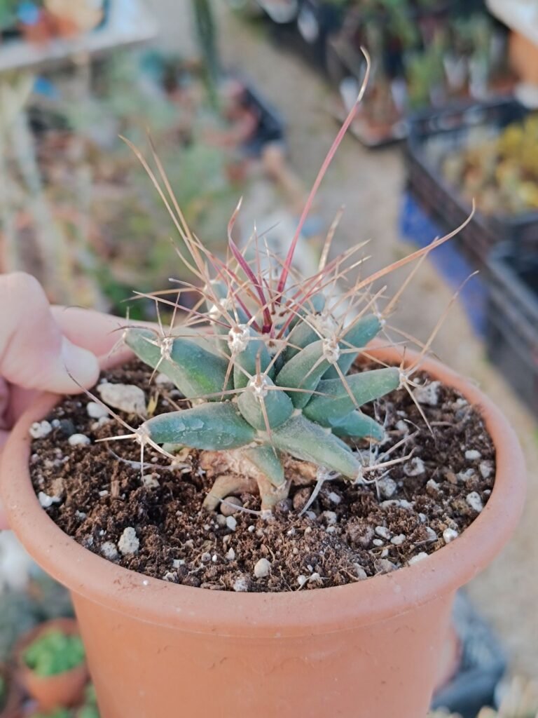 Ferobergia hybrid