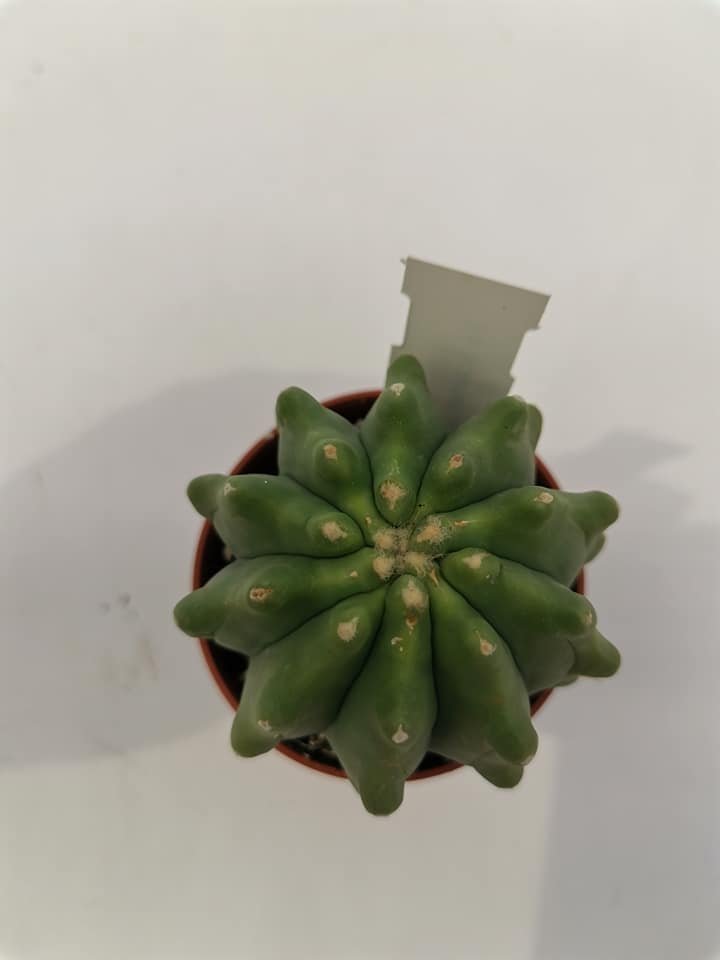 Ferocactus Glaucescens Inermis
