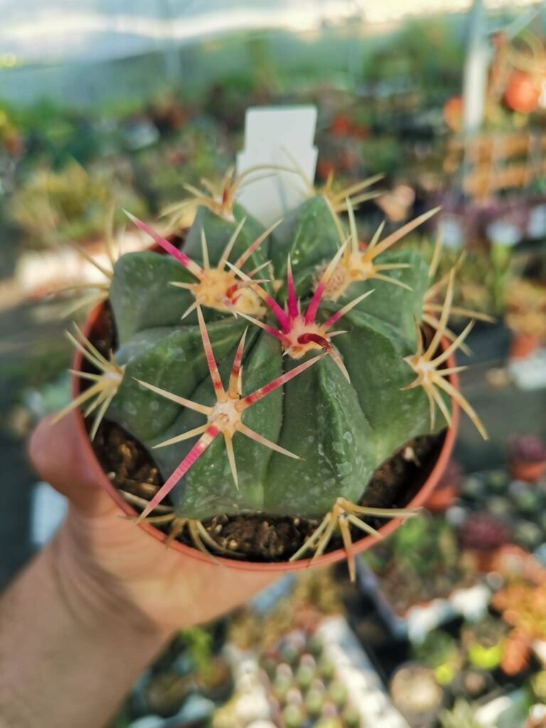 Ferocactus Macrodiscus