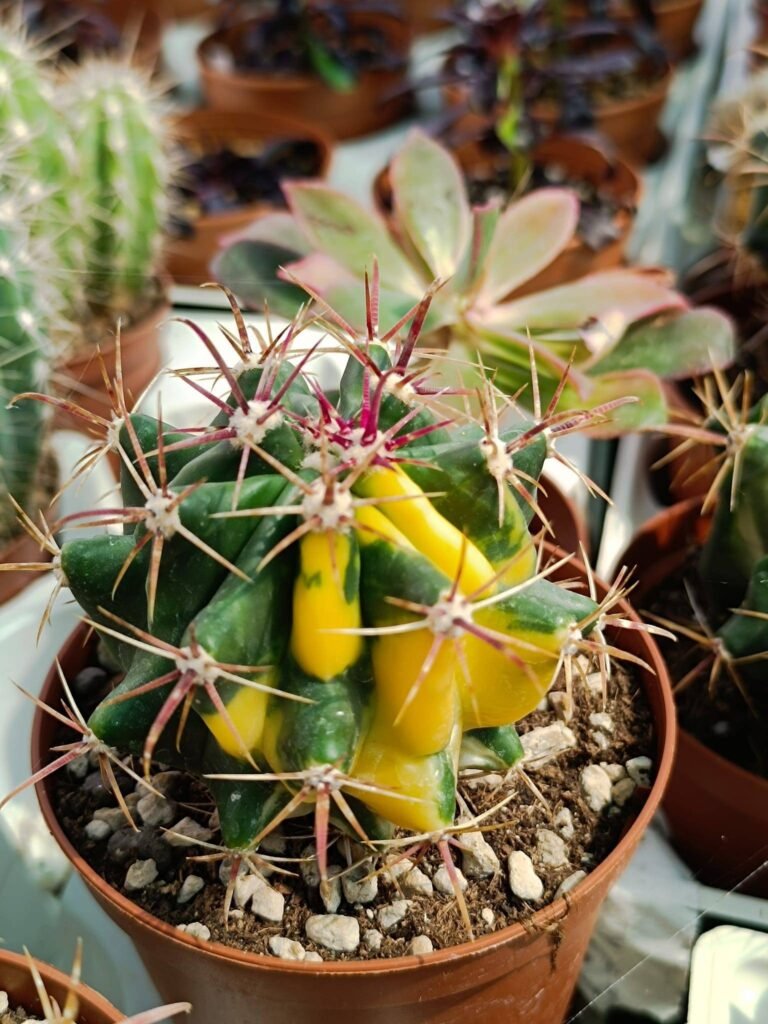 Ferocactus sp Variegata