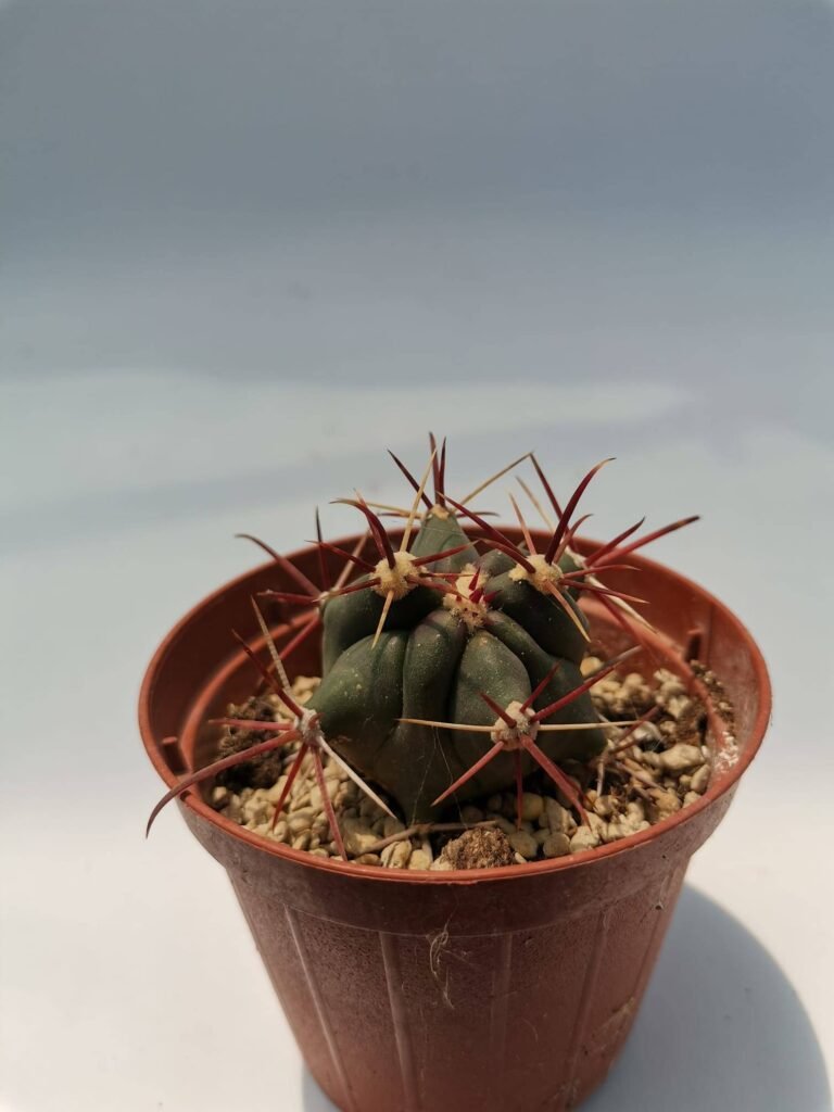 Ferocactus Tortulispinus