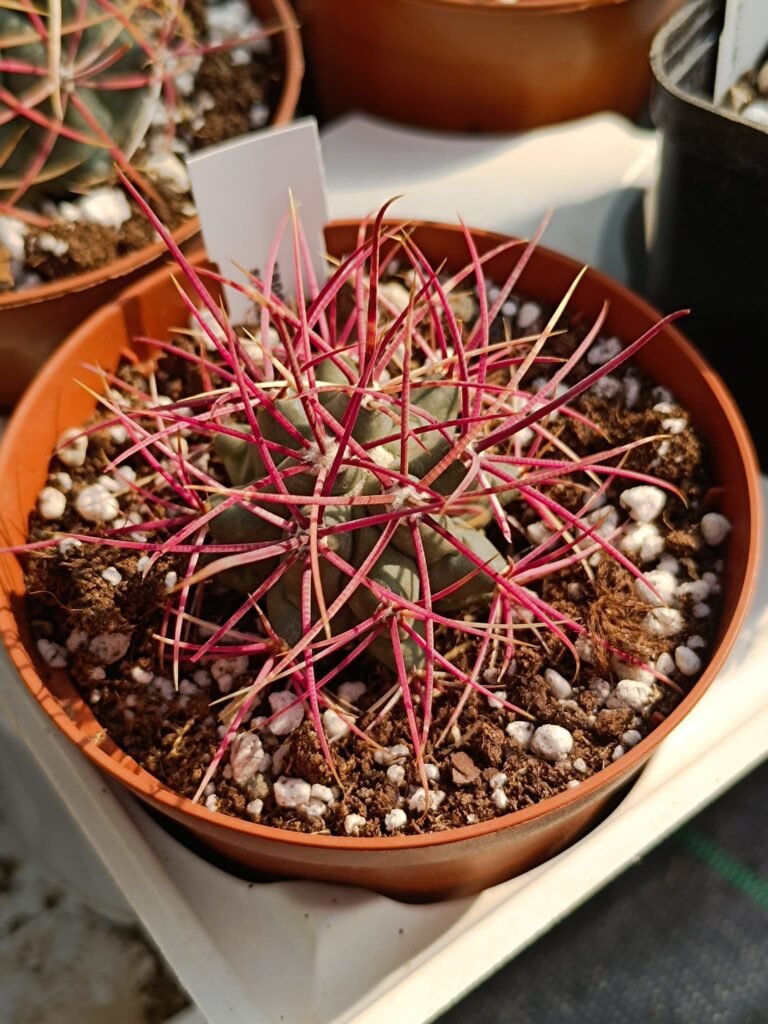 Ferocactus Acanthodes