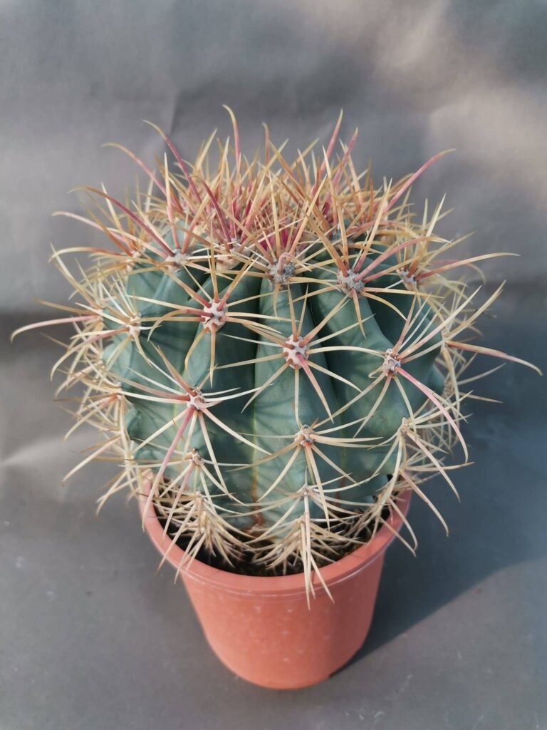 Ferocactus Acanthodes Big