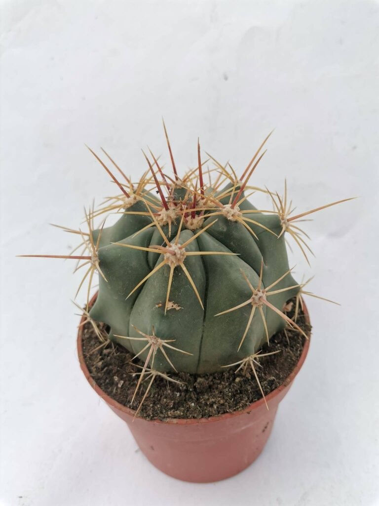 Ferocactus Alamosanus
