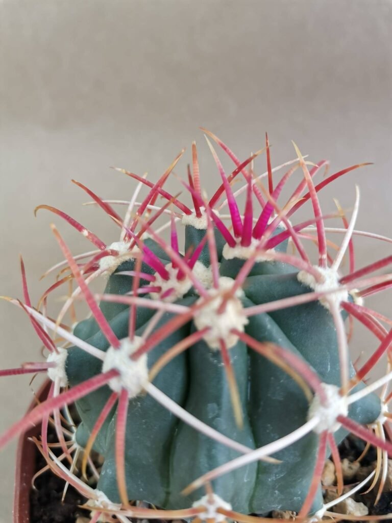 Ferocactus Chrysacanthus f. Red