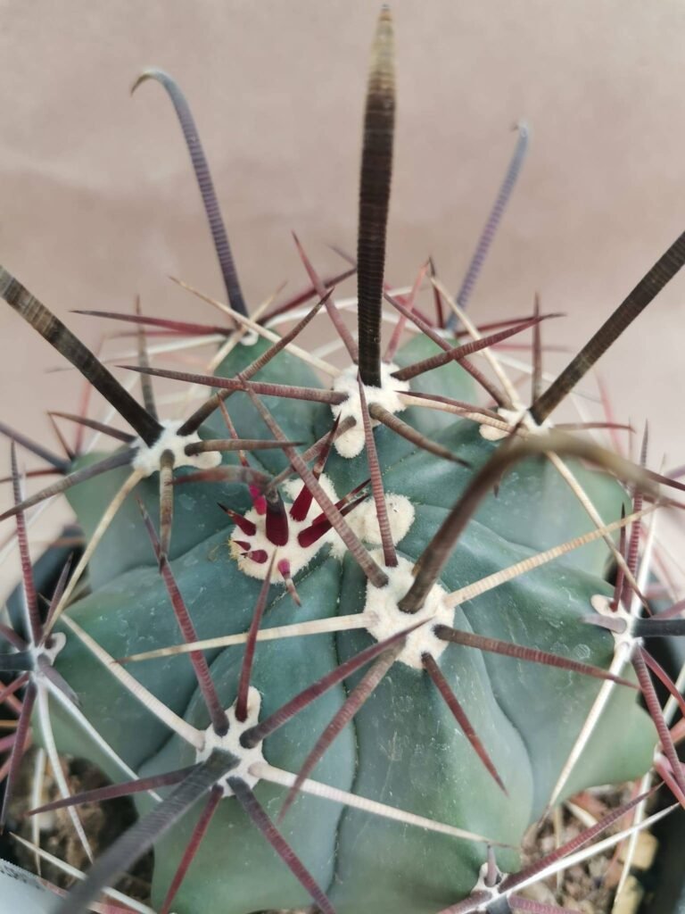 Ferocactus Towsendianus