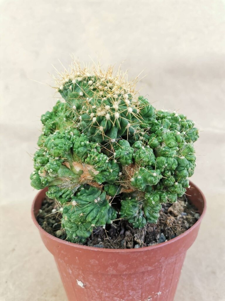 Ferocactus Echidne Mostruoso Innestato