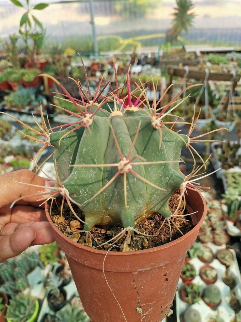 Ferocactus Emoryi-Covillei